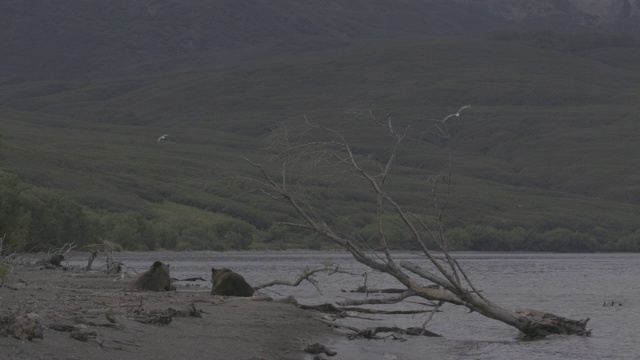 俄罗斯堪察加半岛的千岛湖风光和棕熊视频素材