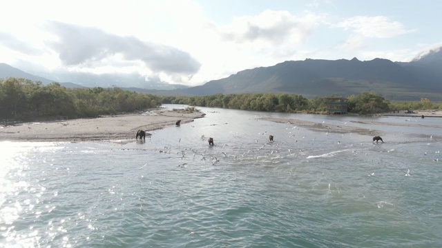 俄罗斯堪察加半岛的千岛湖风光和棕熊视频素材