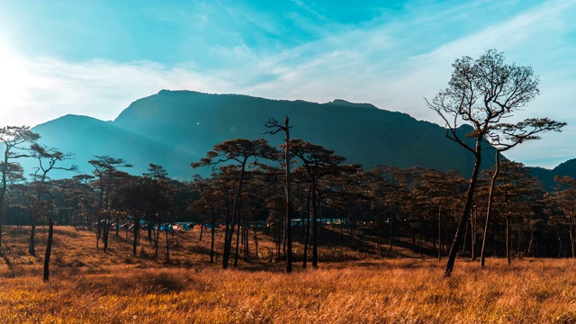 有阳光的松林在山上露营视频素材