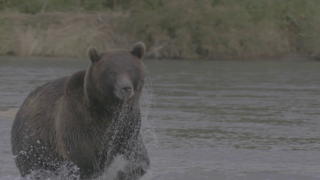 俄罗斯堪察加半岛千岛湖，棕熊正在捕猎鲑鱼视频素材