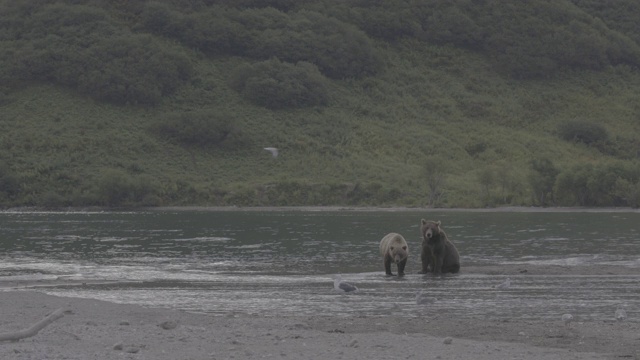 俄罗斯堪察加半岛千岛湖上的棕熊视频素材