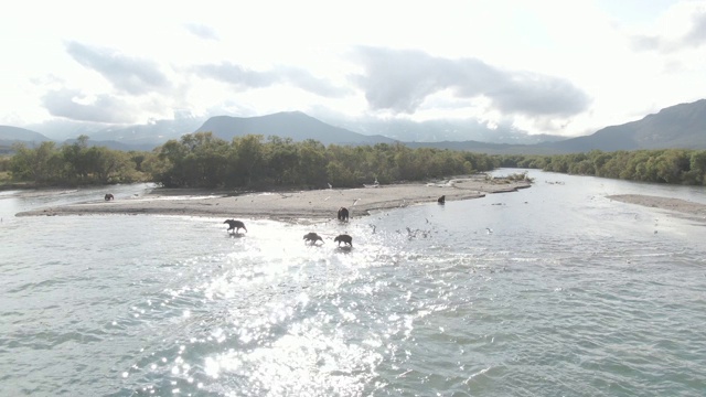 俄罗斯堪察加半岛的千岛湖风光和棕熊视频素材