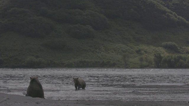 棕熊在俄罗斯堪察加半岛千岛湖附近徘徊视频素材