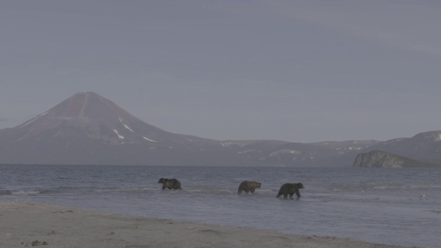 俄罗斯堪察加半岛的千岛湖风光和棕熊视频素材