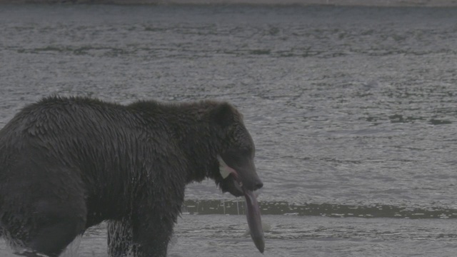 俄罗斯堪察加半岛千岛湖，棕熊正在捕猎鲑鱼视频素材