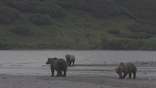 在俄罗斯堪察加半岛千岛湖边等待鲑鱼的棕熊视频素材