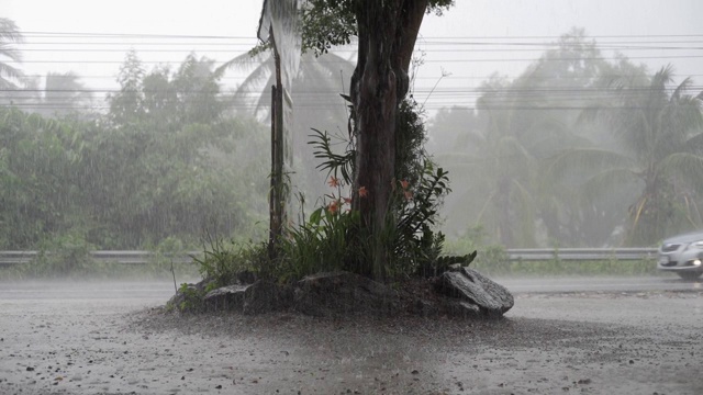 热带降雨期间的绿色丛林全景。绿色的丛林树和棕榈树，雾和热带雨视频素材