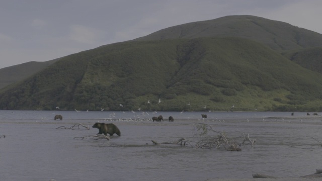 俄罗斯堪察加半岛的千岛湖风光和棕熊视频素材