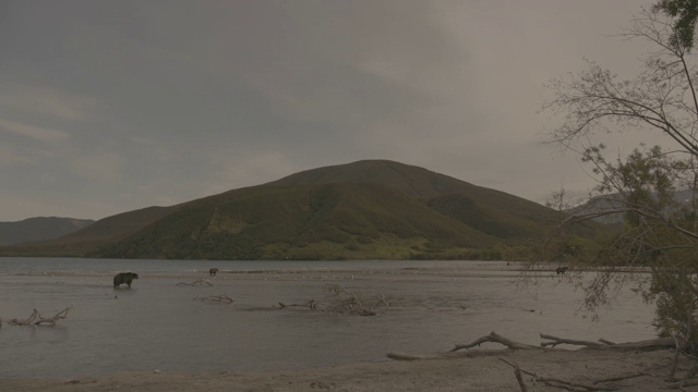 俄罗斯堪察加半岛的千岛湖风光和棕熊视频素材