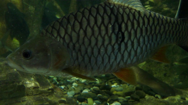 大型水族馆水下的淡水鱼群视频素材