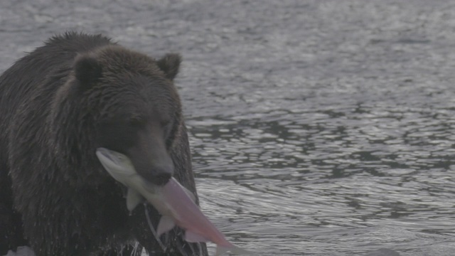 俄罗斯堪察加半岛千岛湖，棕熊正在捕猎鲑鱼视频素材