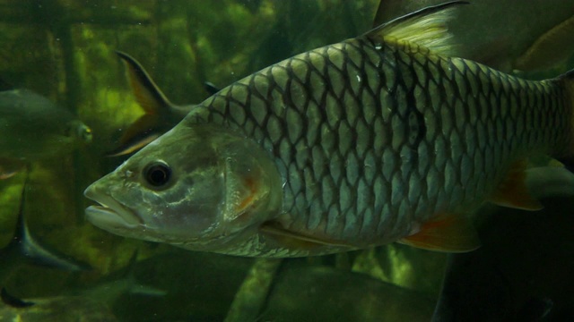 大型水族馆水下的淡水鱼群视频素材