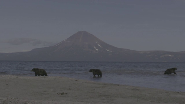 俄罗斯堪察加半岛的千岛湖风光和棕熊视频素材