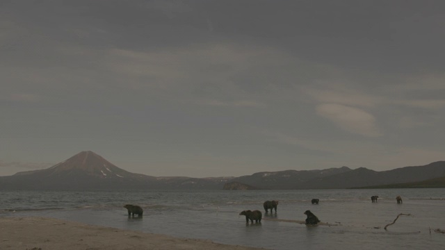 俄罗斯堪察加半岛的千岛湖风光和棕熊视频素材