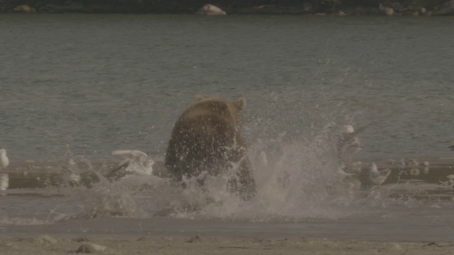 俄罗斯堪察加半岛千岛湖，棕熊正在捕猎鲑鱼视频素材