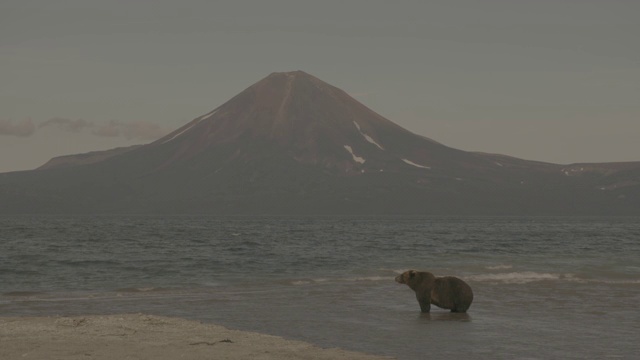 俄罗斯堪察加半岛的千岛湖风光和棕熊视频素材