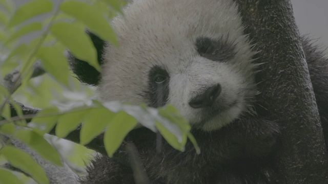 雨中的卧龙熊猫保护区的树上的熊猫视频素材