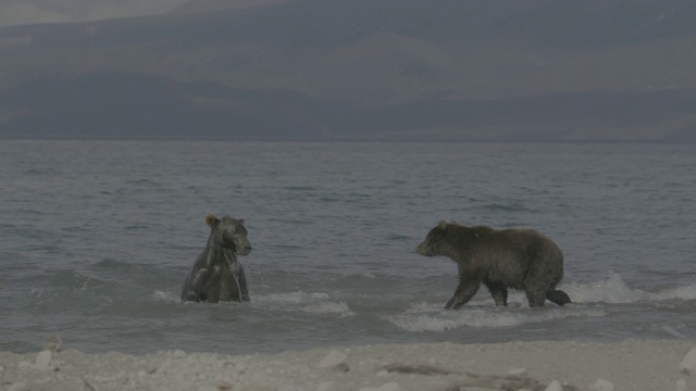 俄罗斯堪察加半岛千岛湖，棕熊正在捕猎鲑鱼视频素材