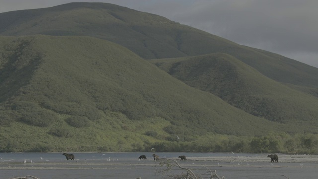 俄罗斯堪察加半岛的千岛湖风光和棕熊视频素材