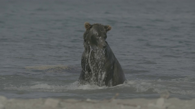 俄罗斯堪察加半岛千岛湖，棕熊正在捕猎鲑鱼视频素材