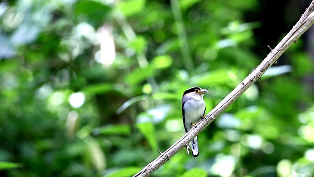 银胸阔嘴雀(月牙Serilophus lunatus)在巢中喂养婴儿视频素材