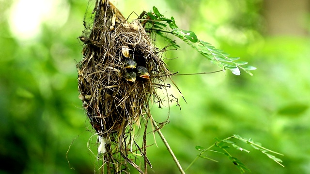 巢中的银胸阔嘴雀(月牙Serilophus lunatus)宝宝视频素材