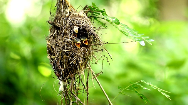 银胸阔嘴雀(月牙Serilophus lunatus)在巢中喂养婴儿视频素材