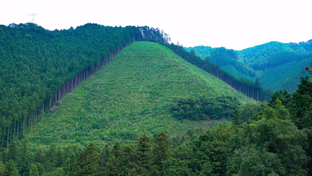 砍伐森林视频素材