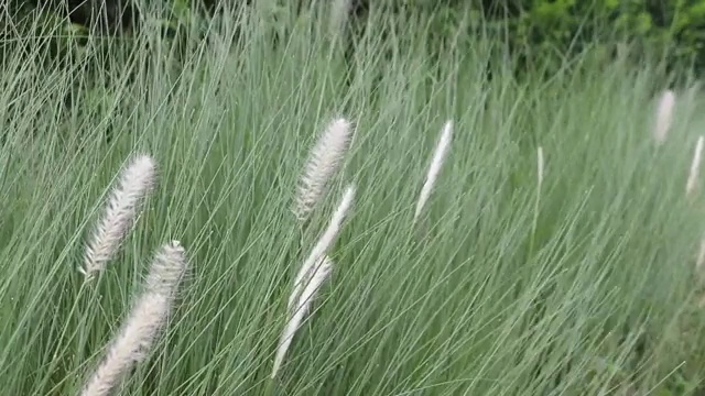 迷你花草移动由风吹和绿色的背景。视频素材