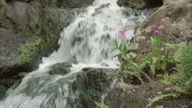 从平底锅上的水冲到水池的水顶部的瀑布。水冲过岩石周围的植物，花。视频素材