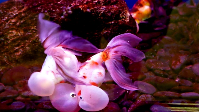 水族馆里的泡泡眼鱼或水眼视频素材