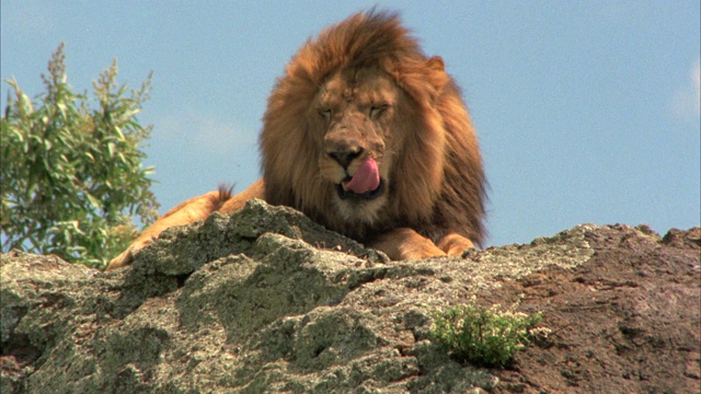 近角的狮子打哈欠或咆哮的岩石悬崖。可能在萨凡纳。非洲。视频素材