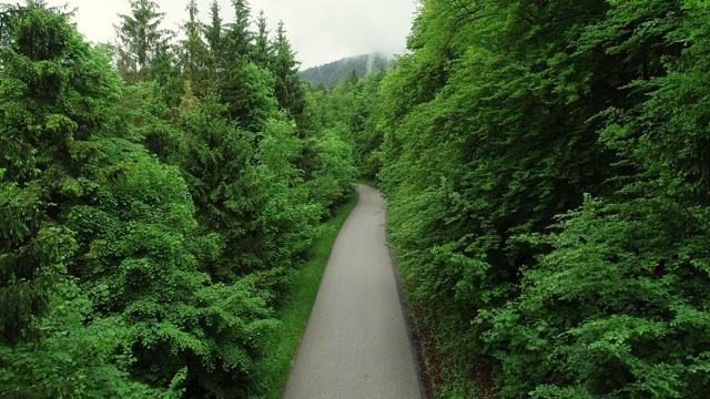 无人机的观点在单车道道路领导森林视频素材