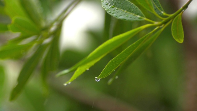 雨点落在绿叶上，慢镜头视频素材