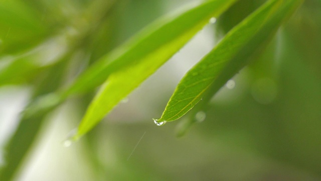 雨点落在绿叶上，慢镜头视频素材