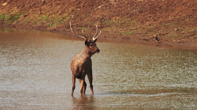 在tadoba，黑鹿面对着镜头视频素材