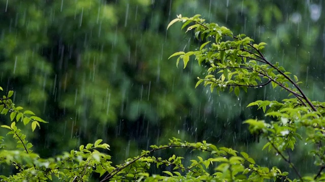 雨与热带树木的背景视频素材