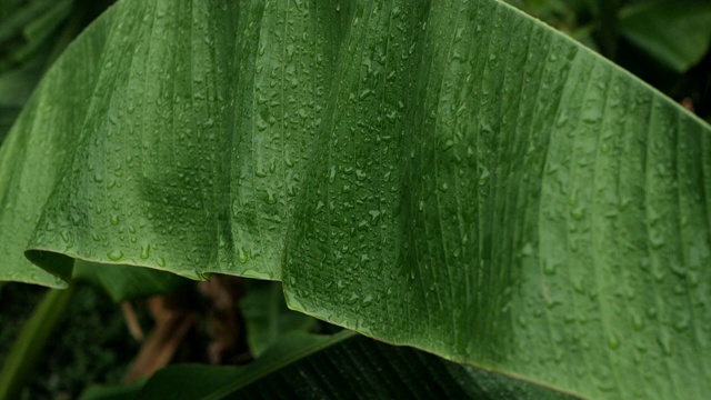 香蕉树在热带雨中落叶视频素材