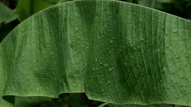 下雨时的绿香蕉棕榈叶视频素材