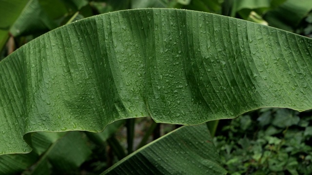 下雨时的绿香蕉棕榈叶视频素材