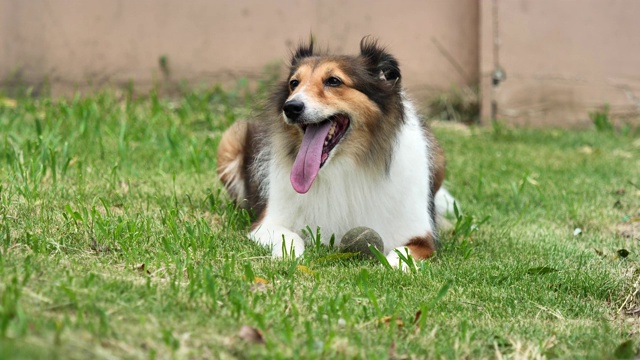 可爱的设得兰牧羊犬躺在草地上，在一个刮风的日子看着摄像机，友好的表情，伸出舌头，4k镜头，慢镜头。视频素材