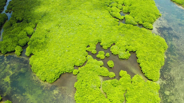 红树林和河流鸟瞰图视频素材