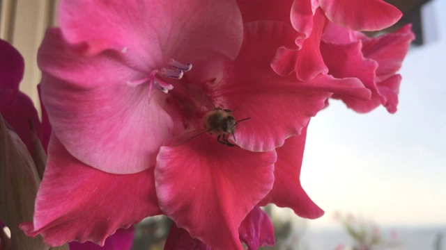 蜜蜂从鲜艳的粉红色花朵中采集花粉视频素材