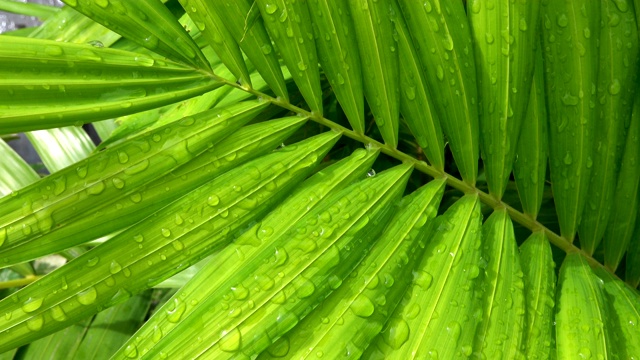 靠近绿色的棕榈叶潮湿的雨和风吹在雨季，热带树视频素材