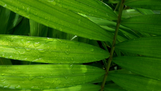 靠近绿色的棕榈叶潮湿的雨和风吹在雨季，热带树视频素材