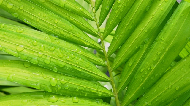 靠近绿色的棕榈叶潮湿的雨和风吹在雨季，热带树视频素材