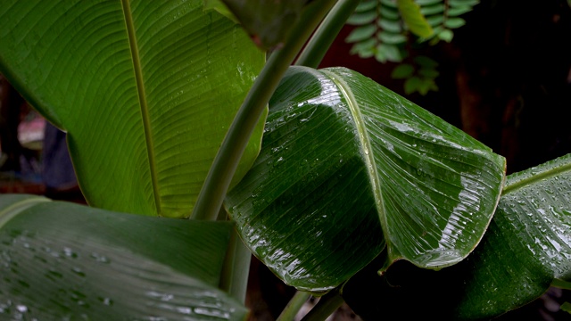 近距离的雨落在绿色的芭蕉叶在雨季视频素材