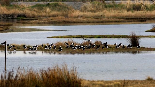 花衣高跷，白头Himantopus leucocephalus，在湿地视频素材