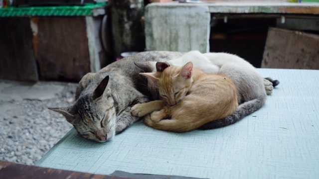 桌上有只带着小猫的猫视频素材