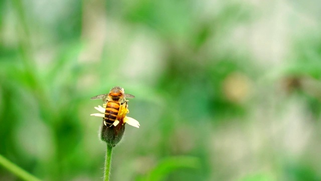 蜜蜂在吮吸花蜜。视频素材